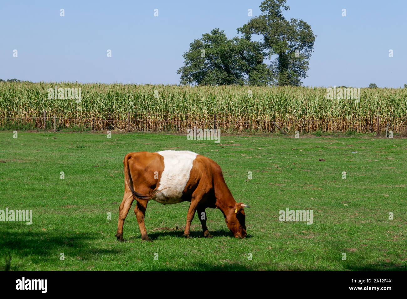 Lakevelder cows in Holland Stock Photo