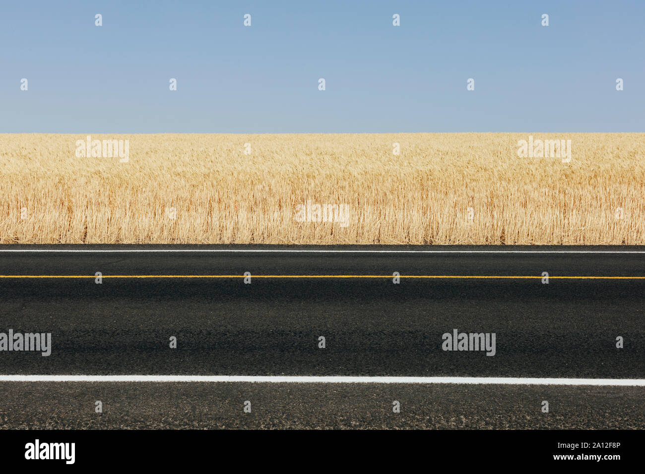 Road through fields of summer wheat, Whitman County, Palouse, Washington, USA. Stock Photo