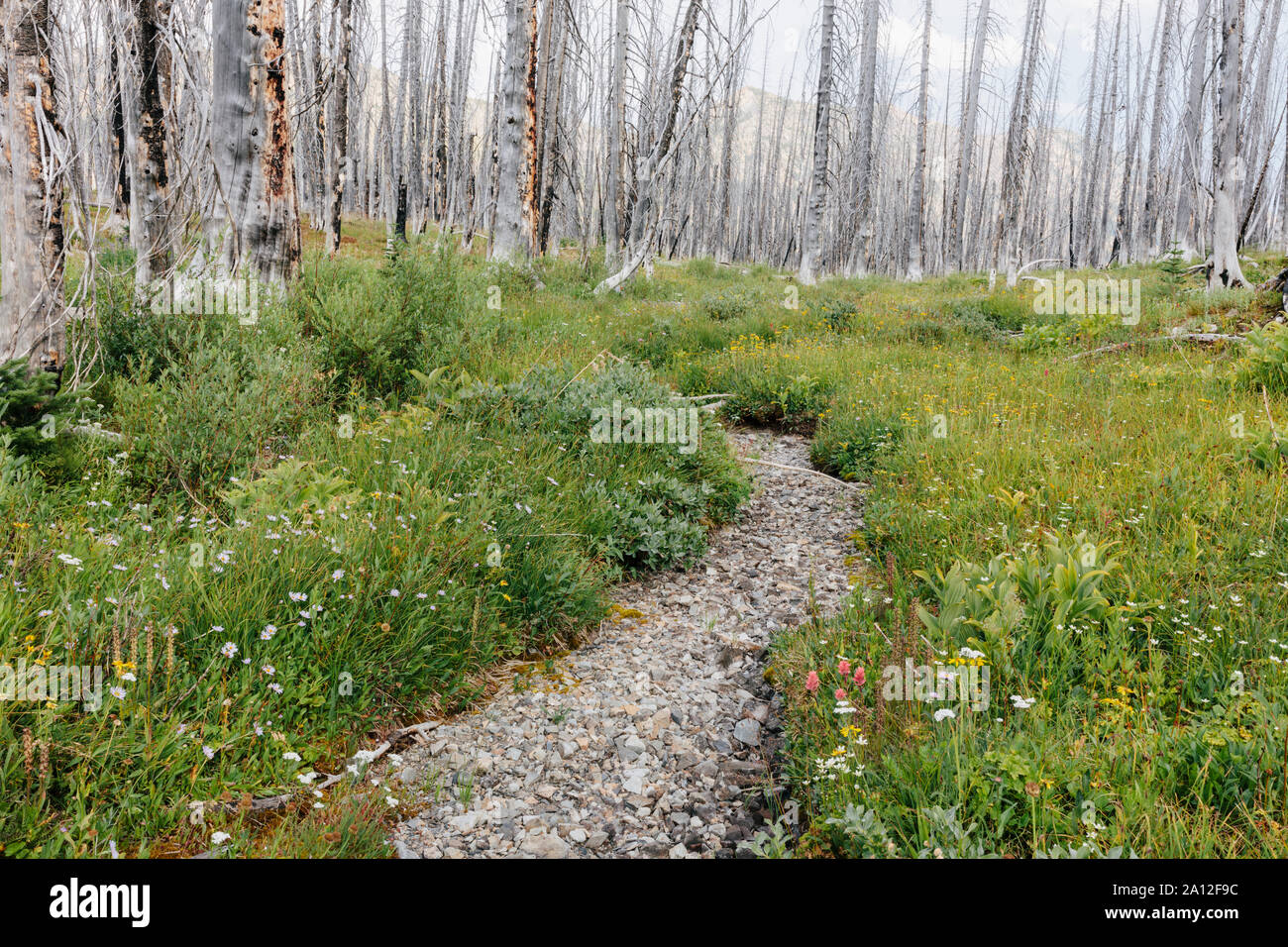 A previously burnt subalpine forest rebounds in summer with lodgepole pine and a variety of wildflowers, yarrow, aster, arnica and corn lily. Stock Photo