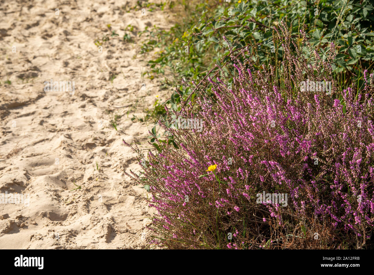 blossoming heather at the Brabantse Wal at Bergen op Zoom Stock Photo