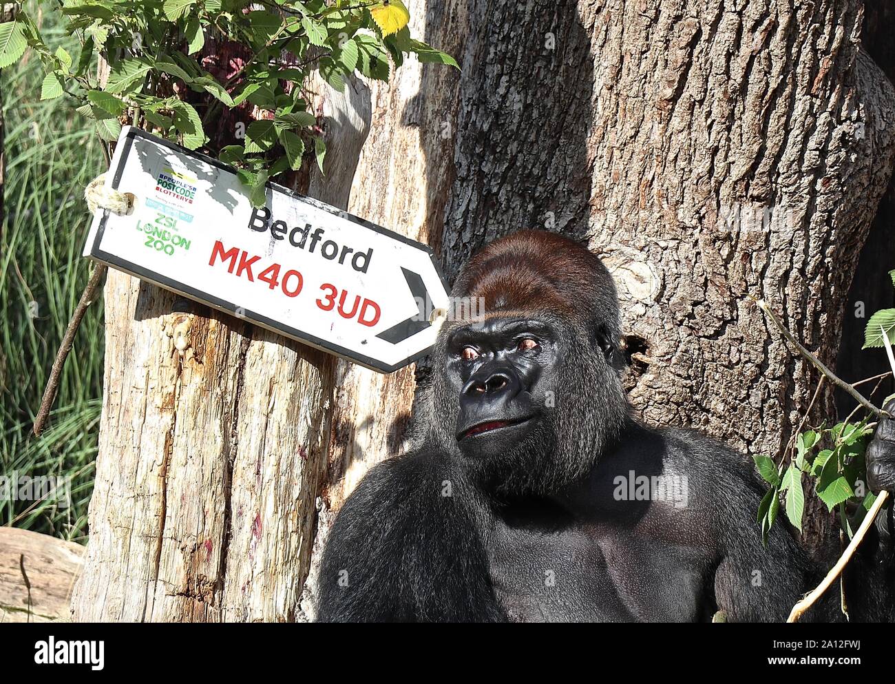 Gorilla Poker Advert Gorilla Poker Advert