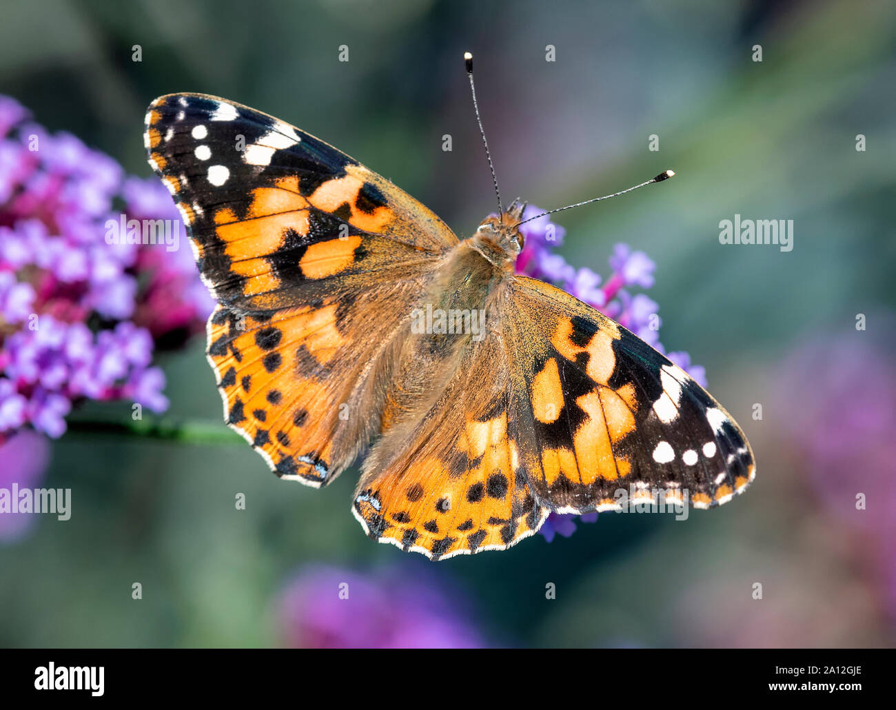 Painted Lady butterfly (Vanessa cardui) feeding on a Verbena flower Stock Photo