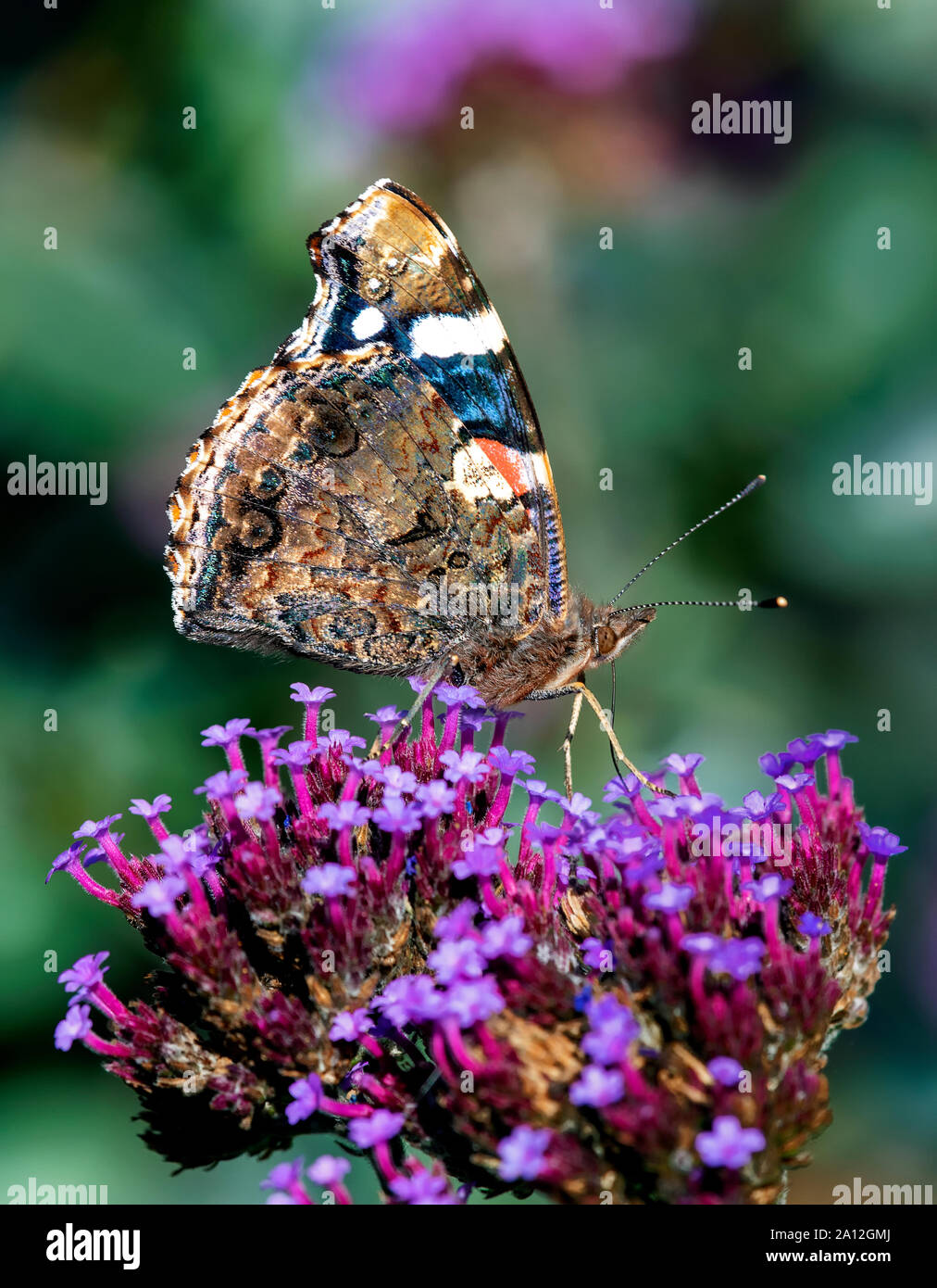 Underside of a Red Admiral butterfly (Vanessa atalanta) as it feeds on a Verbena flower Stock Photo