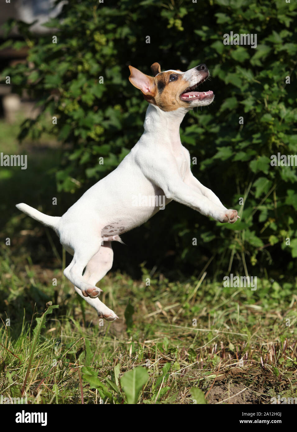 Jack russell hot sale crazy