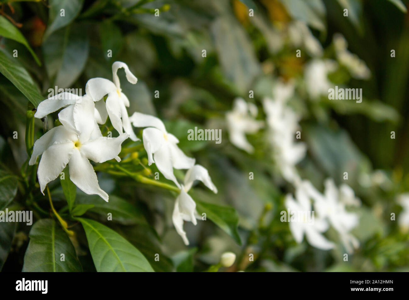 Flowers of tamil nadu hi-res stock photography and images - Alamy