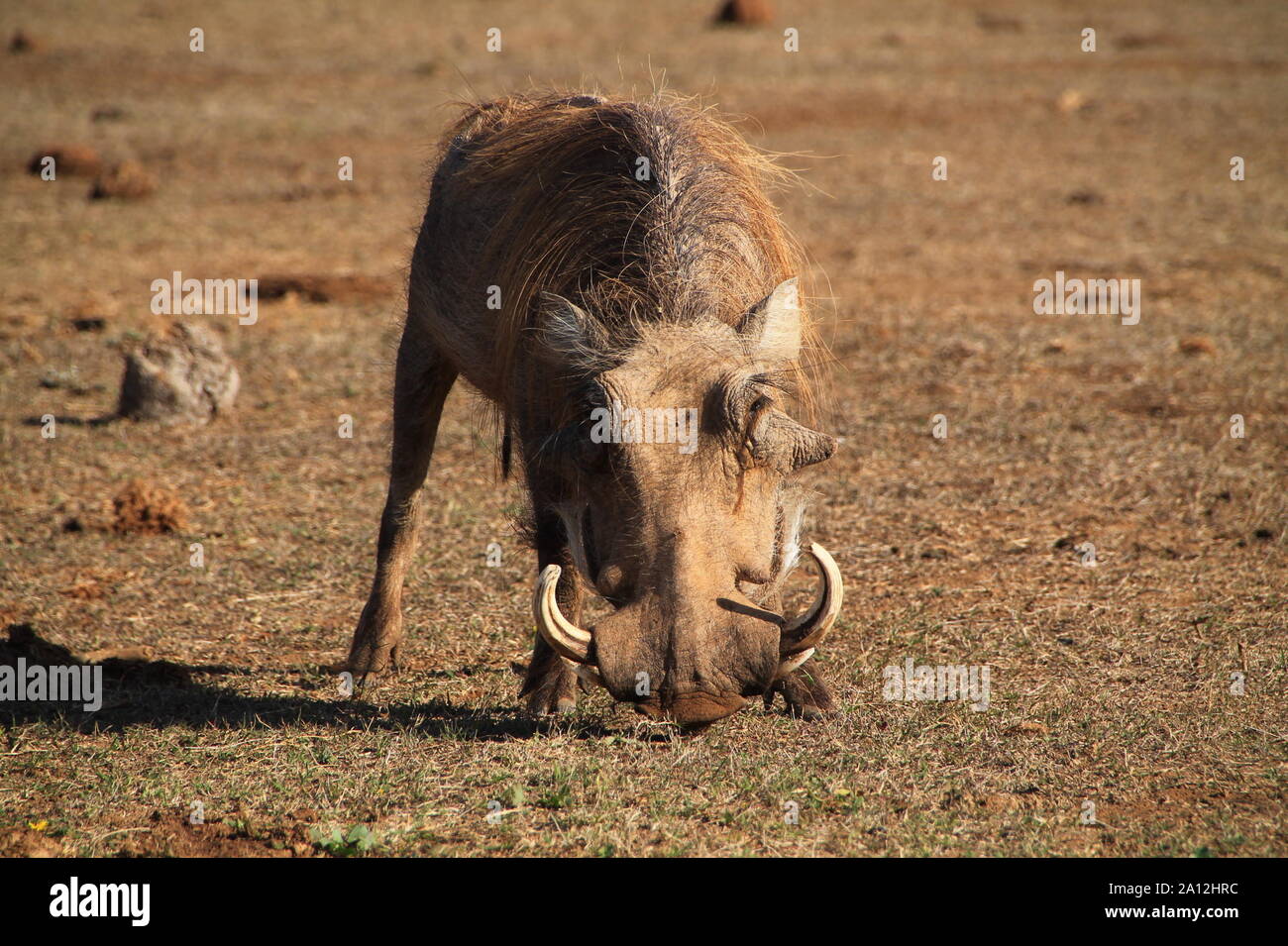 Südafrikanisches Warthog in Angriffsstellung Stock Photo