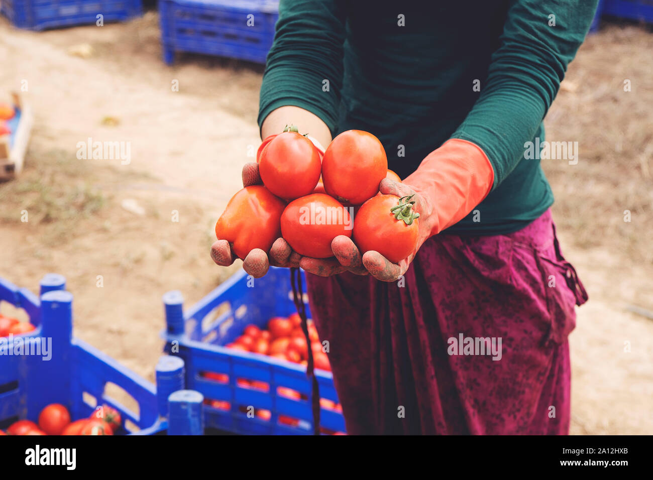 Close-up of farmer hands in gloves holding several ripe tomatoes. Woman ...
