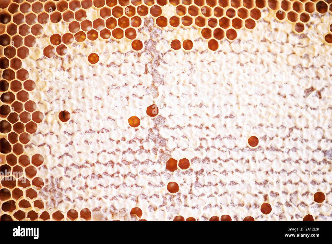 Honeycomb with cells full of fresh honey. Macro photography Stock Photo