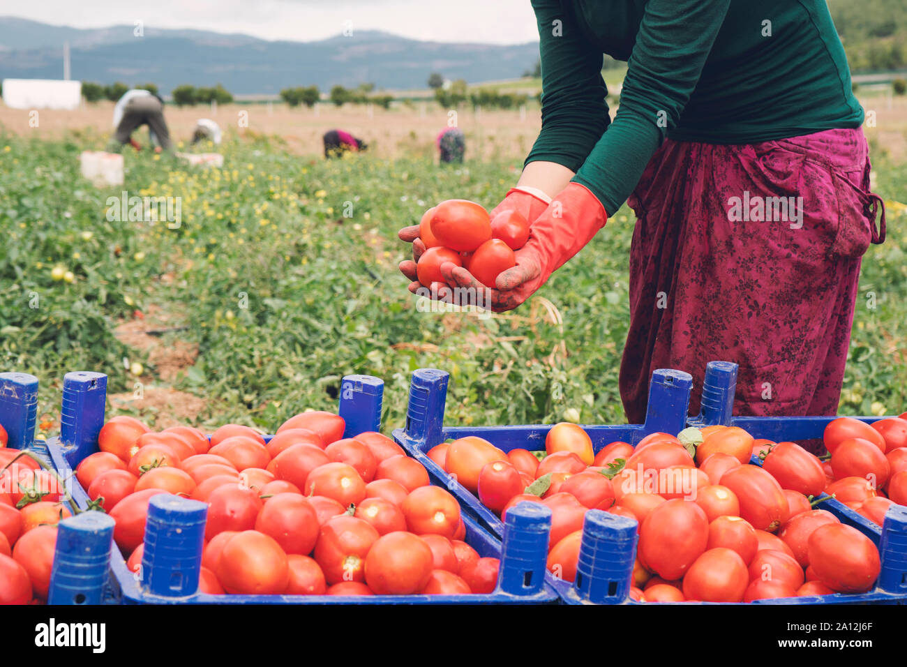 Close-up of farmer hands in gloves holding several ripe tomatoes. Woman ...