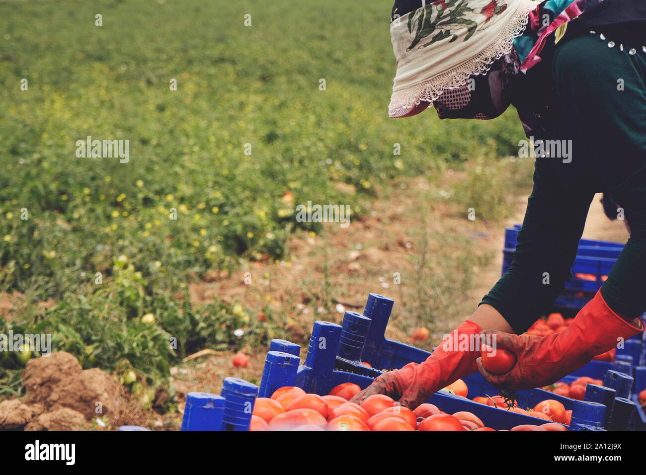 Farmers picks a crop of tomatoes and puts them in a box in a vegetable ...