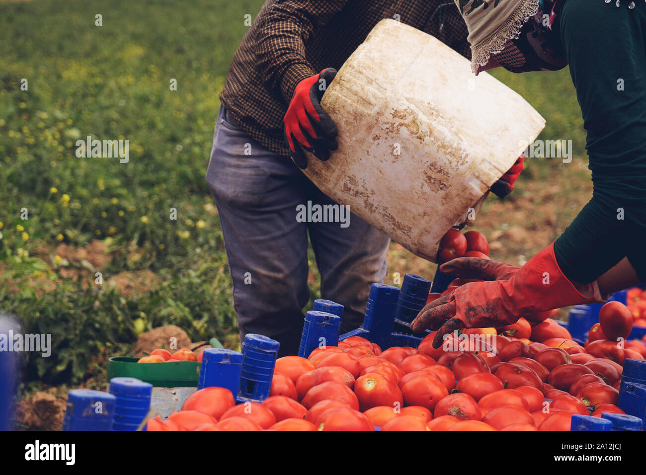 Farmers picks a crop of tomatoes and puts them in a box in a vegetable ...