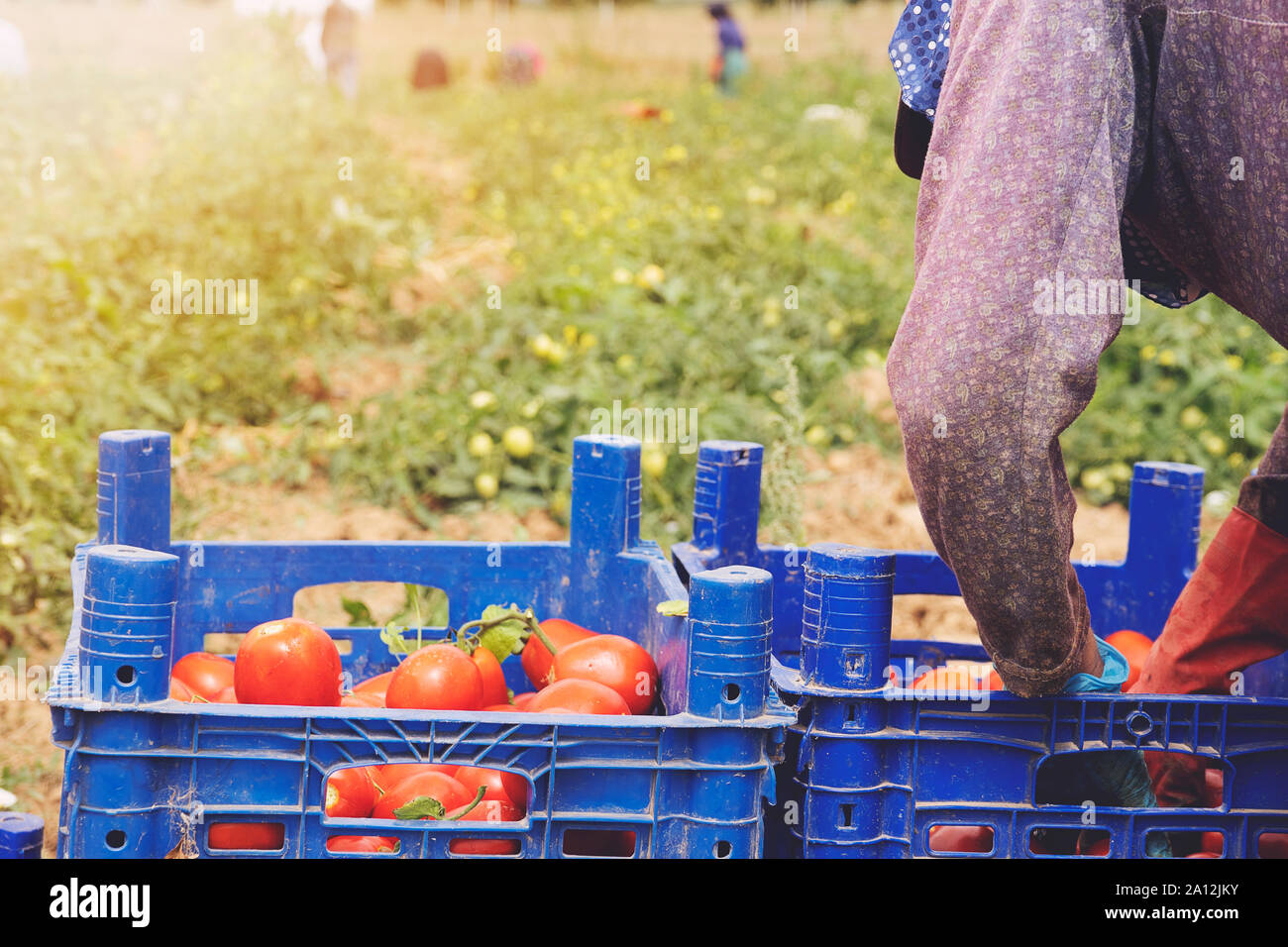 Farmer picks a crop of tomatoes and puts them in a box in a vegetable ...