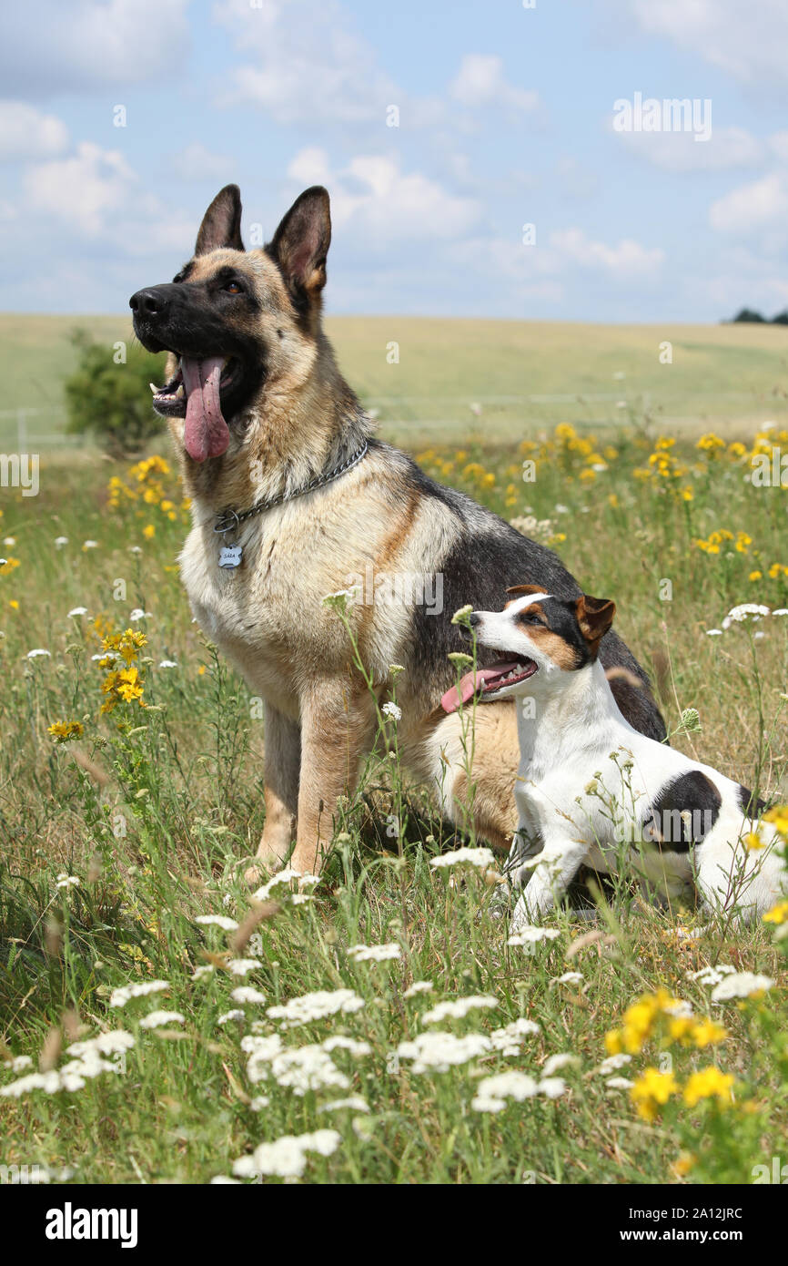 German shepherd and jack russell sales