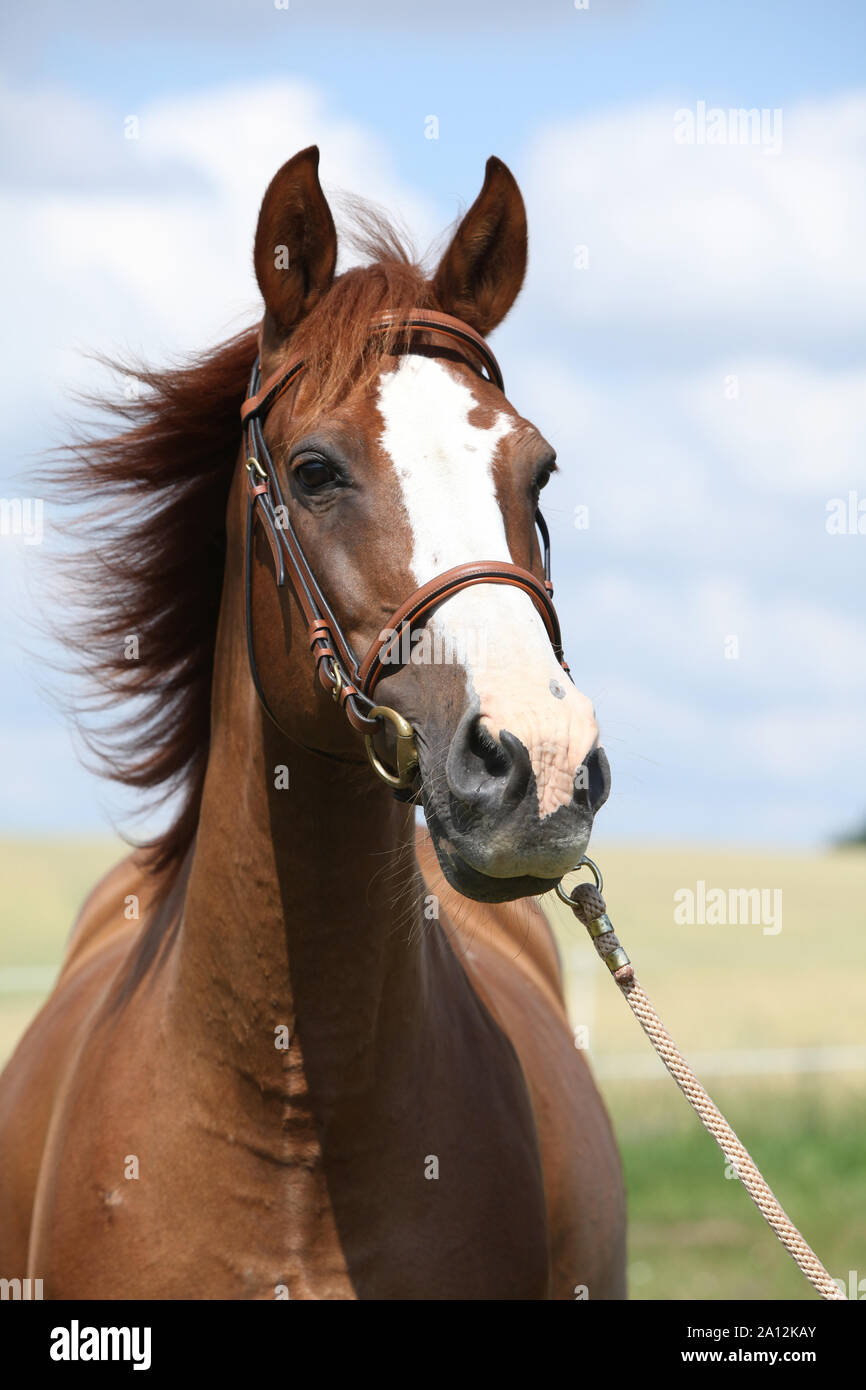 Beautiful chestnut warmblood with bridle standing on green field Stock