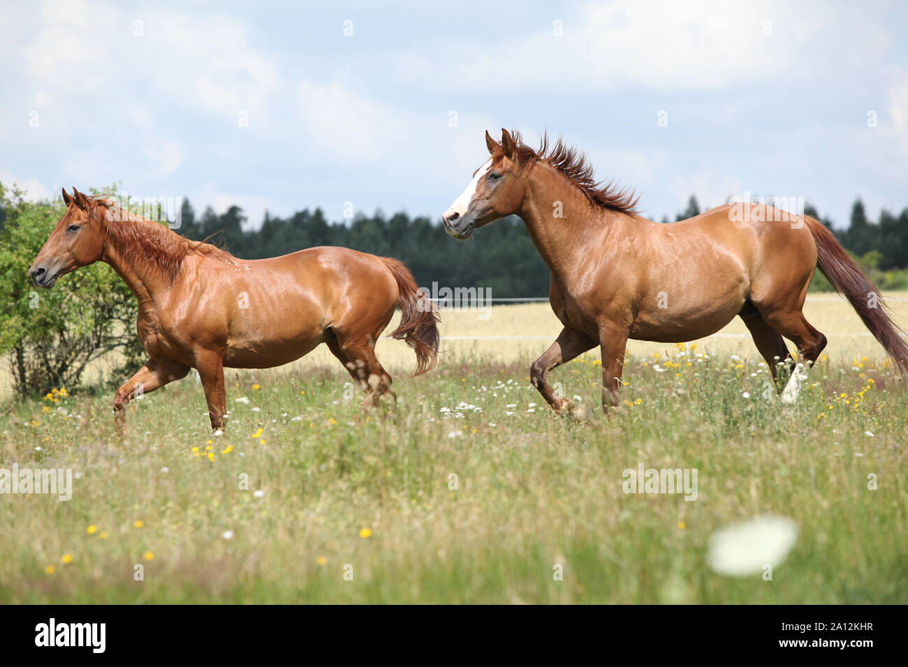 Two chestnut horses hi-res stock photography and images - Alamy
