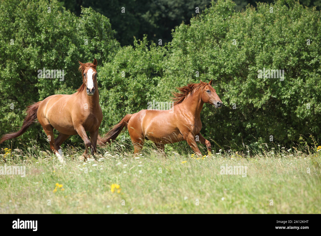 Two chestnut horses hi-res stock photography and images - Alamy