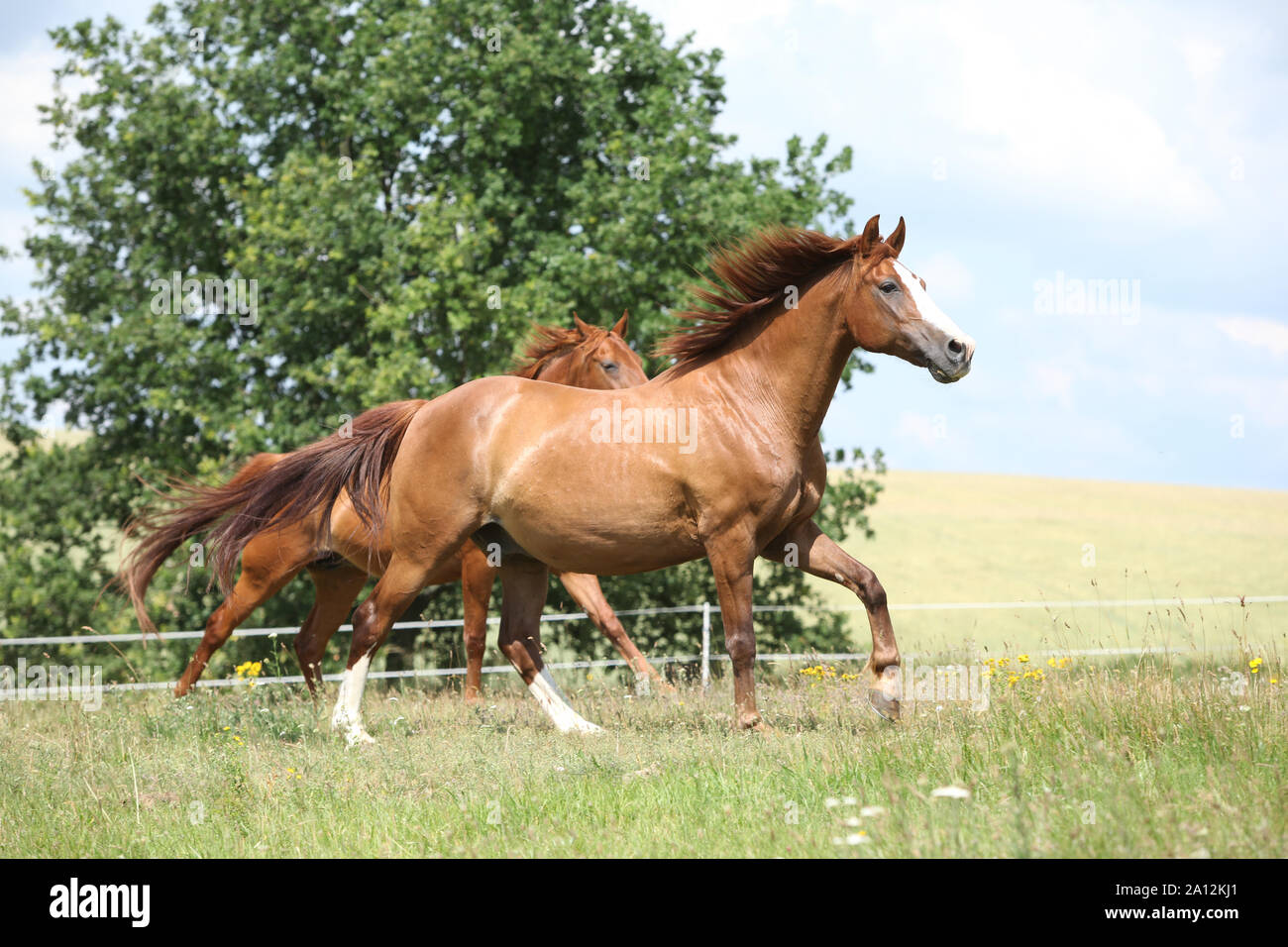 Two chestnut horses running together on meadow Stock Photo - Alamy