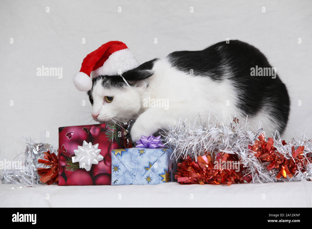 Christmas cat with gifts on white background Stock Photo - Alamy