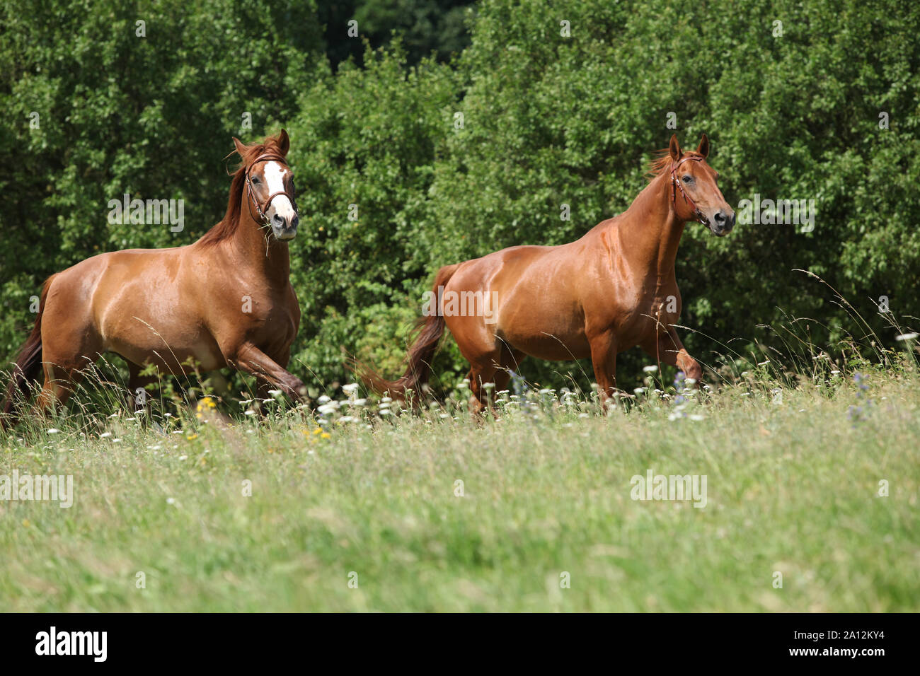 Two chestnut horses hi-res stock photography and images - Alamy