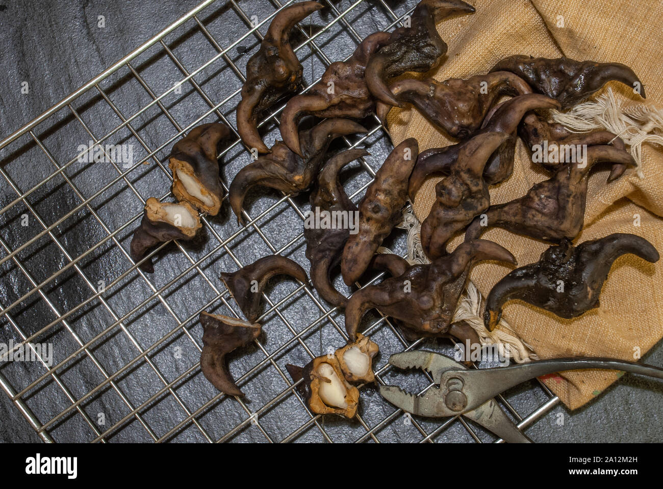 Water caltrop on a black background, Water Chestnut, Trapa natans Stock Photo