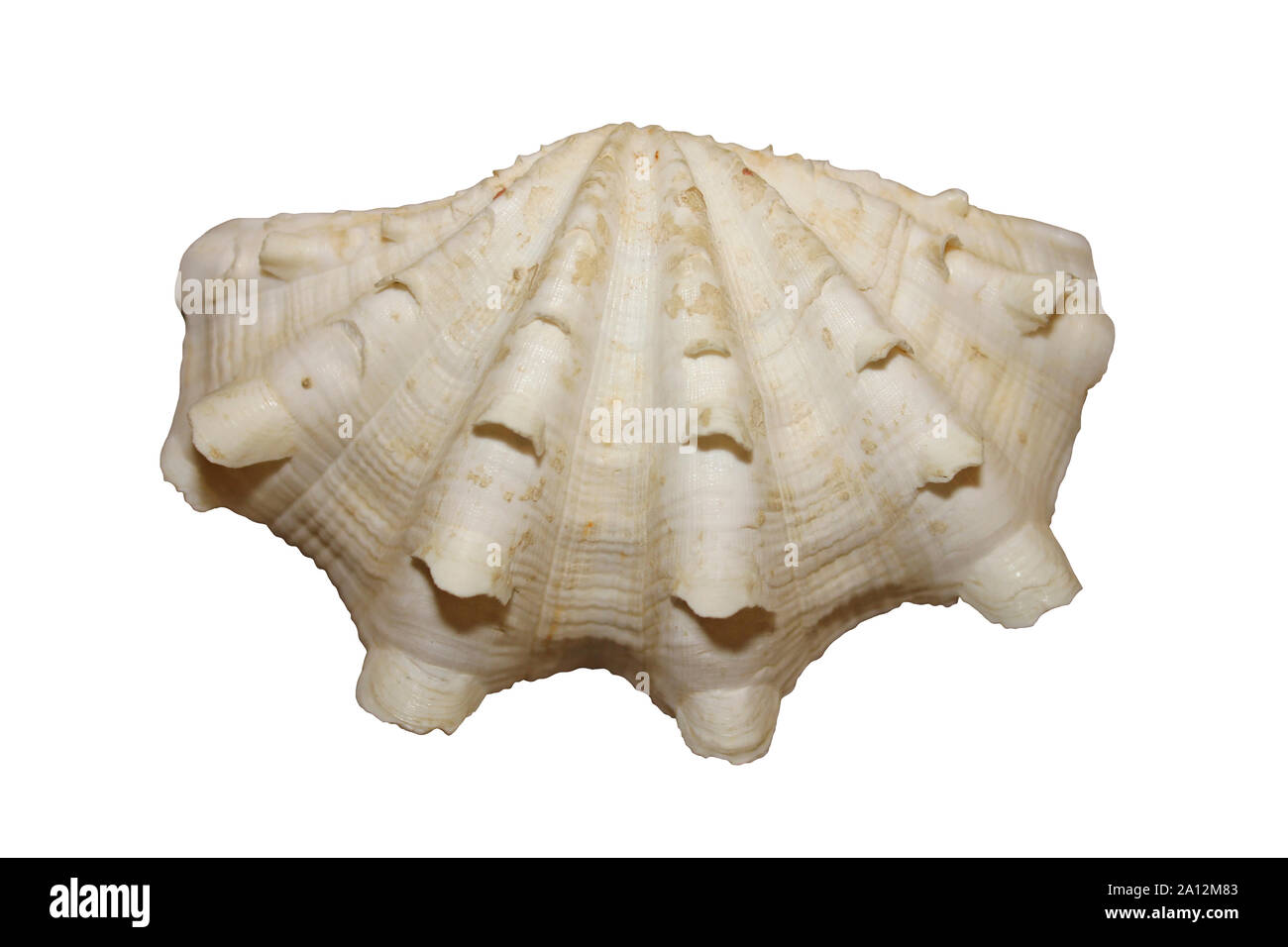 Giant Fluted Clam a.k.a. Scaly Clam Tridacna squamosa Stock Photo