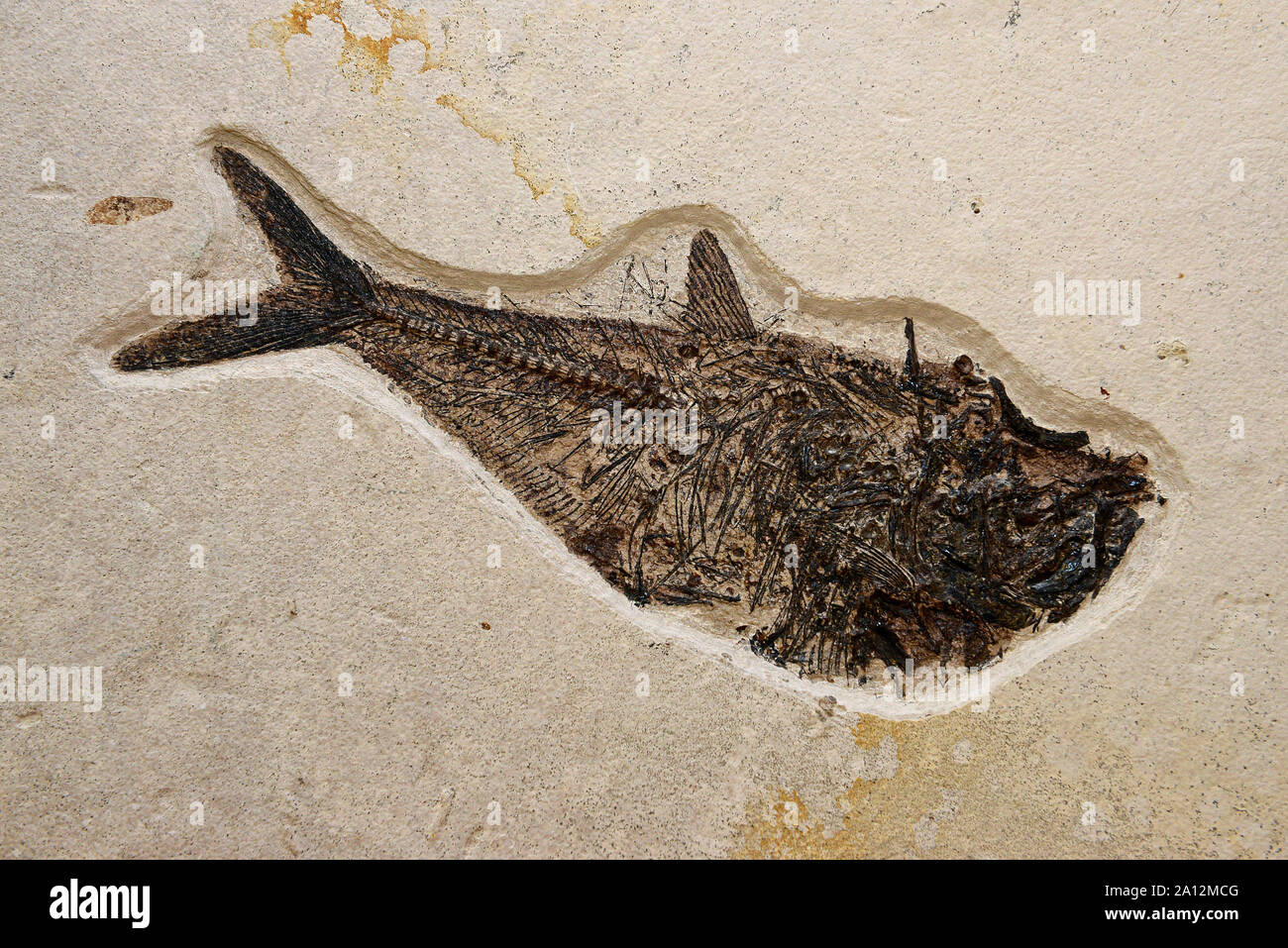 Fossil shop in hay on wye on hi res stock photography and images