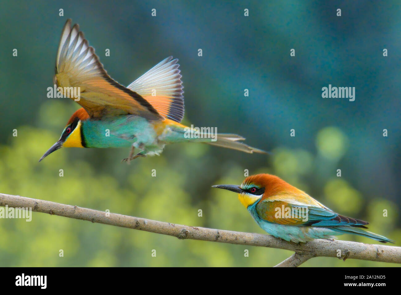 European bee eaters sitting on hi-res stock photography and images - Alamy