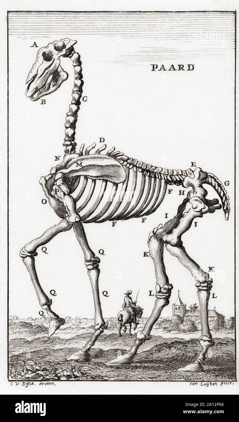 Skeleton of a horse, after a late 17th century engraving by Jan Luyken. Stock Photo