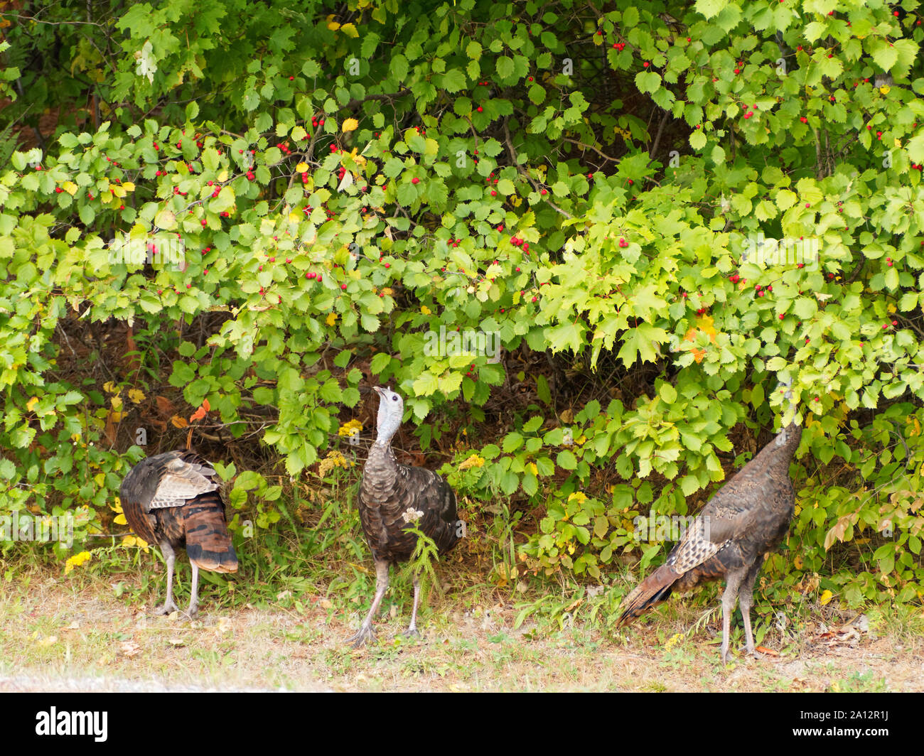 Quebec,Canada. Wild turkeys eating berries Stock Photo Alamy