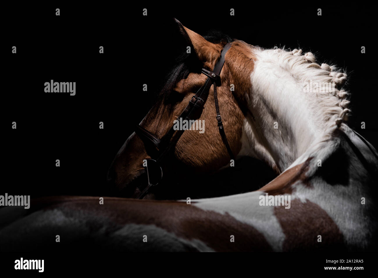 Fine Art Equestrian photography Stock Photo