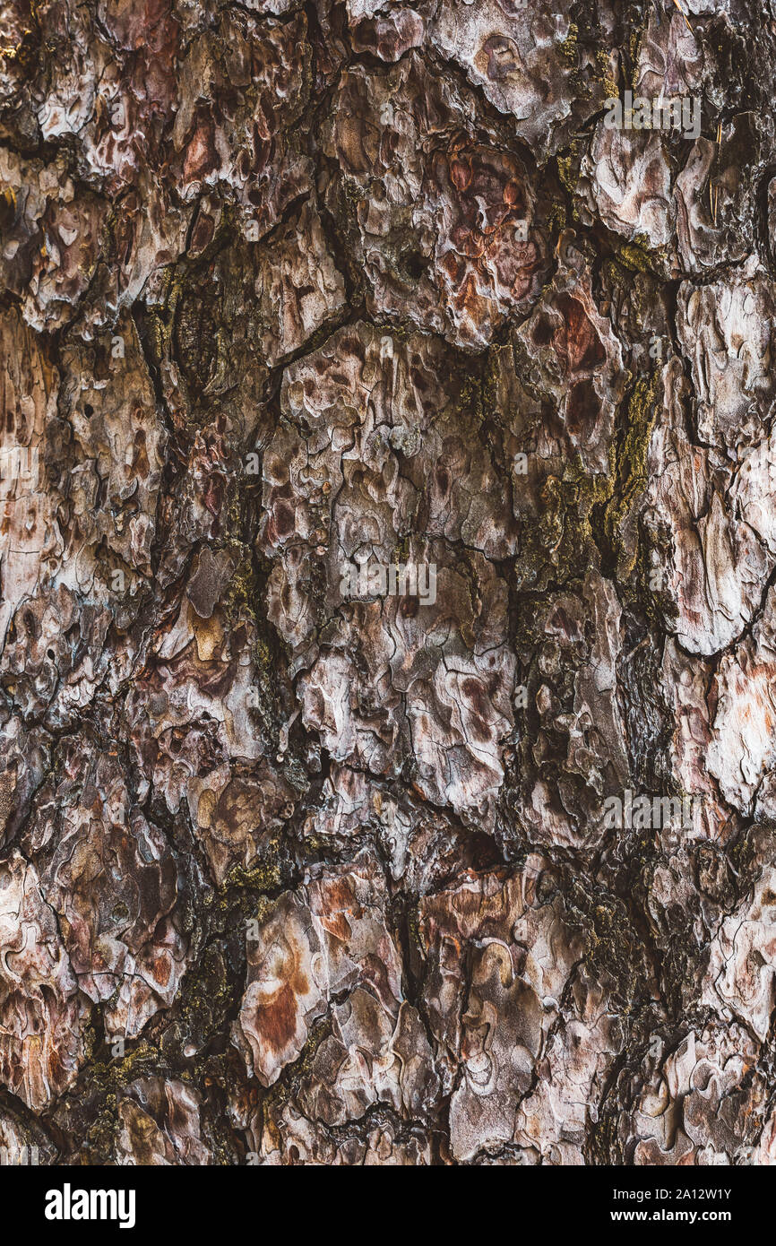 abstract background of pine bark texture closeup Stock Photo - Alamy