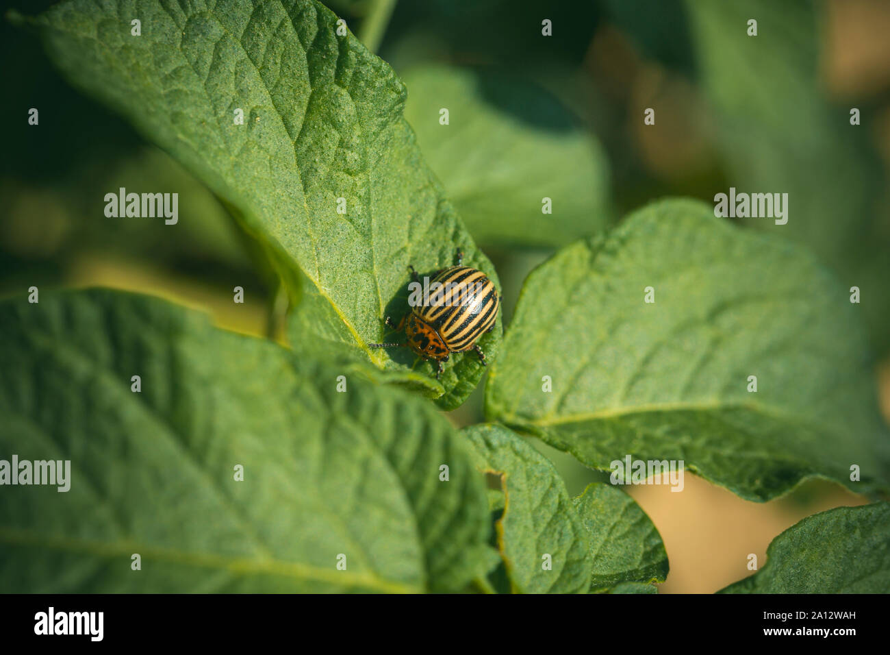 Colorado potato beetle, harvest. Pests destroy crop, insecticide, bug. Colorado beetle on potato