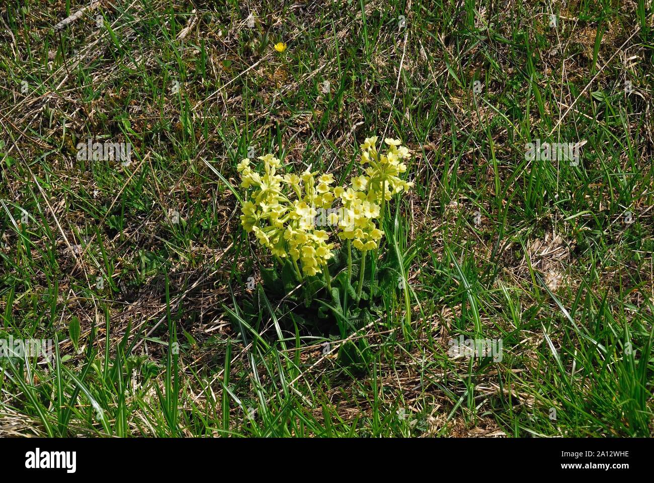 Veneto Pre-Alps,Italy. Dactylorhiza sambucina. Stock Photo