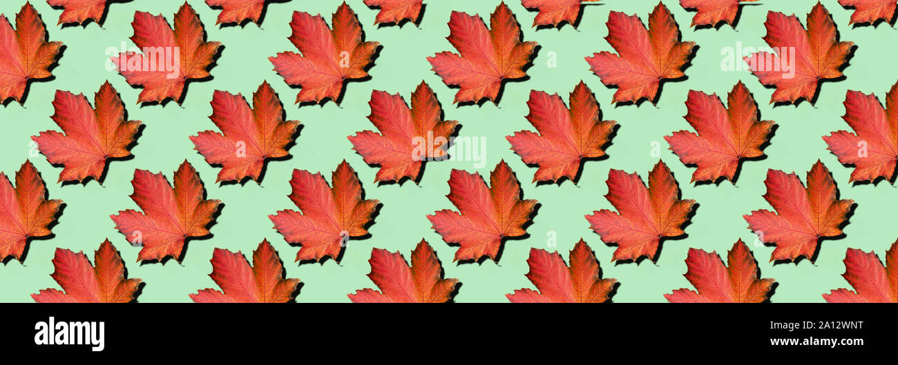 Fall Concept Golden autumn concept. Sunny day, warm weather. Maple leaf on mint ...