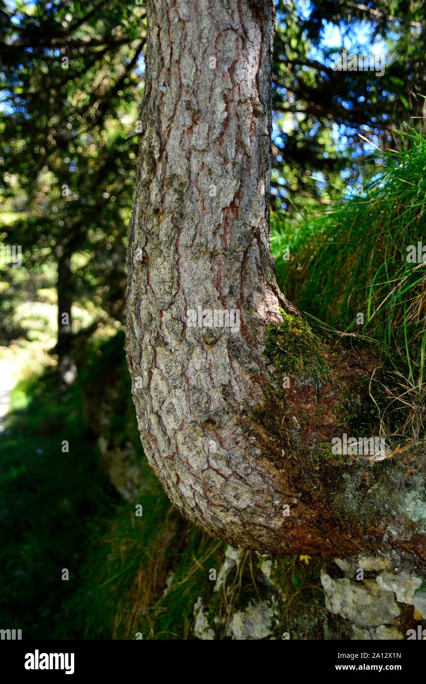 Mount Vezzena, Trentino Alto Adige, A fir tree of the unsual shape Stock Photo