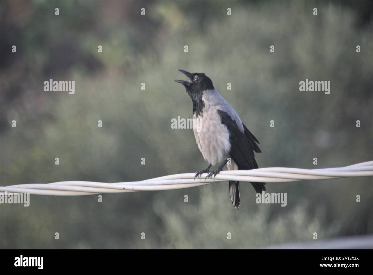 Hooded Crow (Corvus corone sardonius)  Orosei, Sardegna, Italy Stock Photo