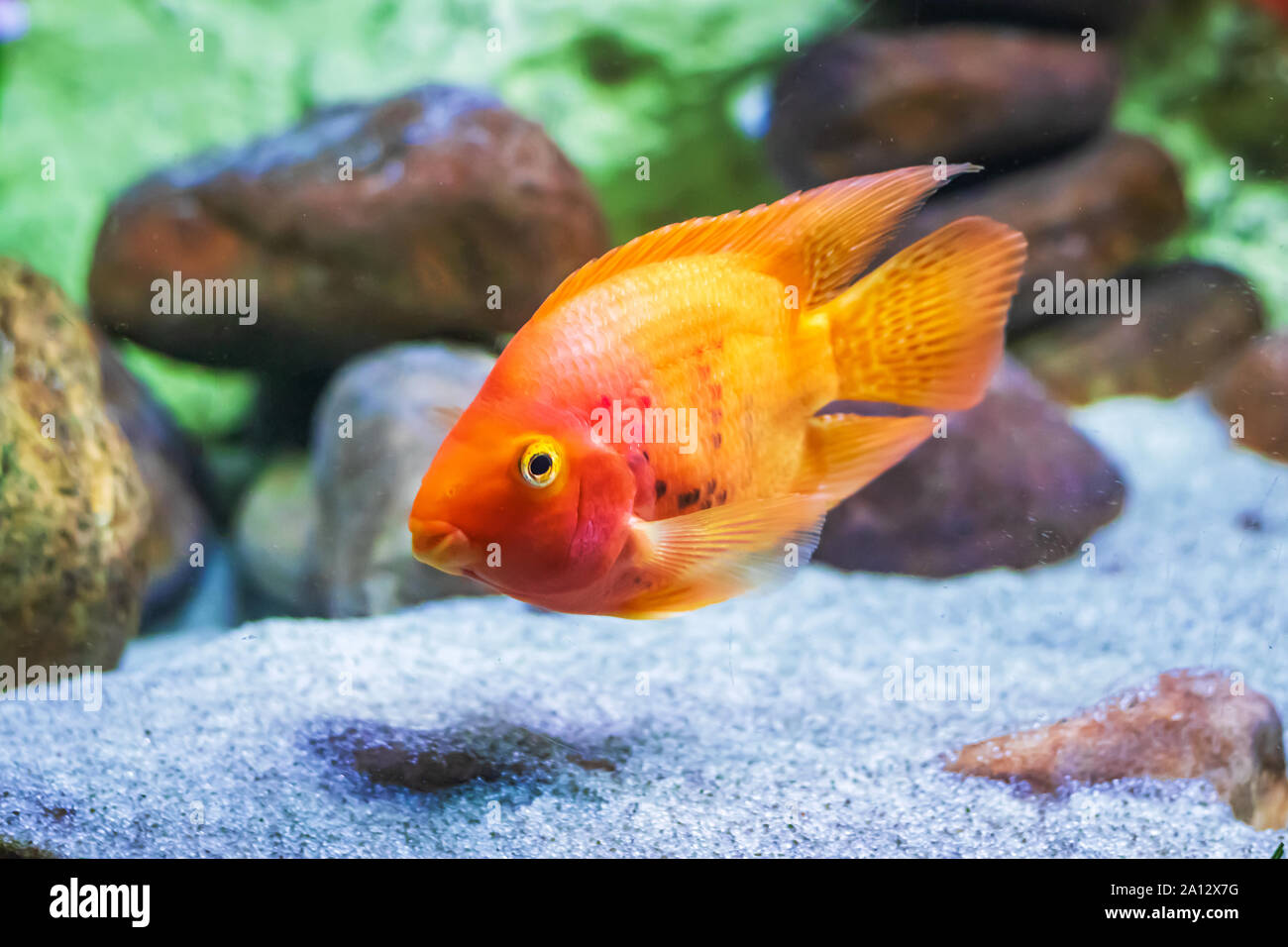 Colourful fishes in water. life in water lively background. Aquarium in