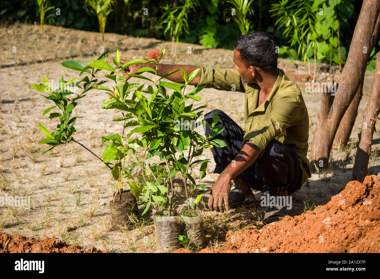 Gardener ‍at Botanical Garden Dhaka, Bangladesh Stock Photo Alamy