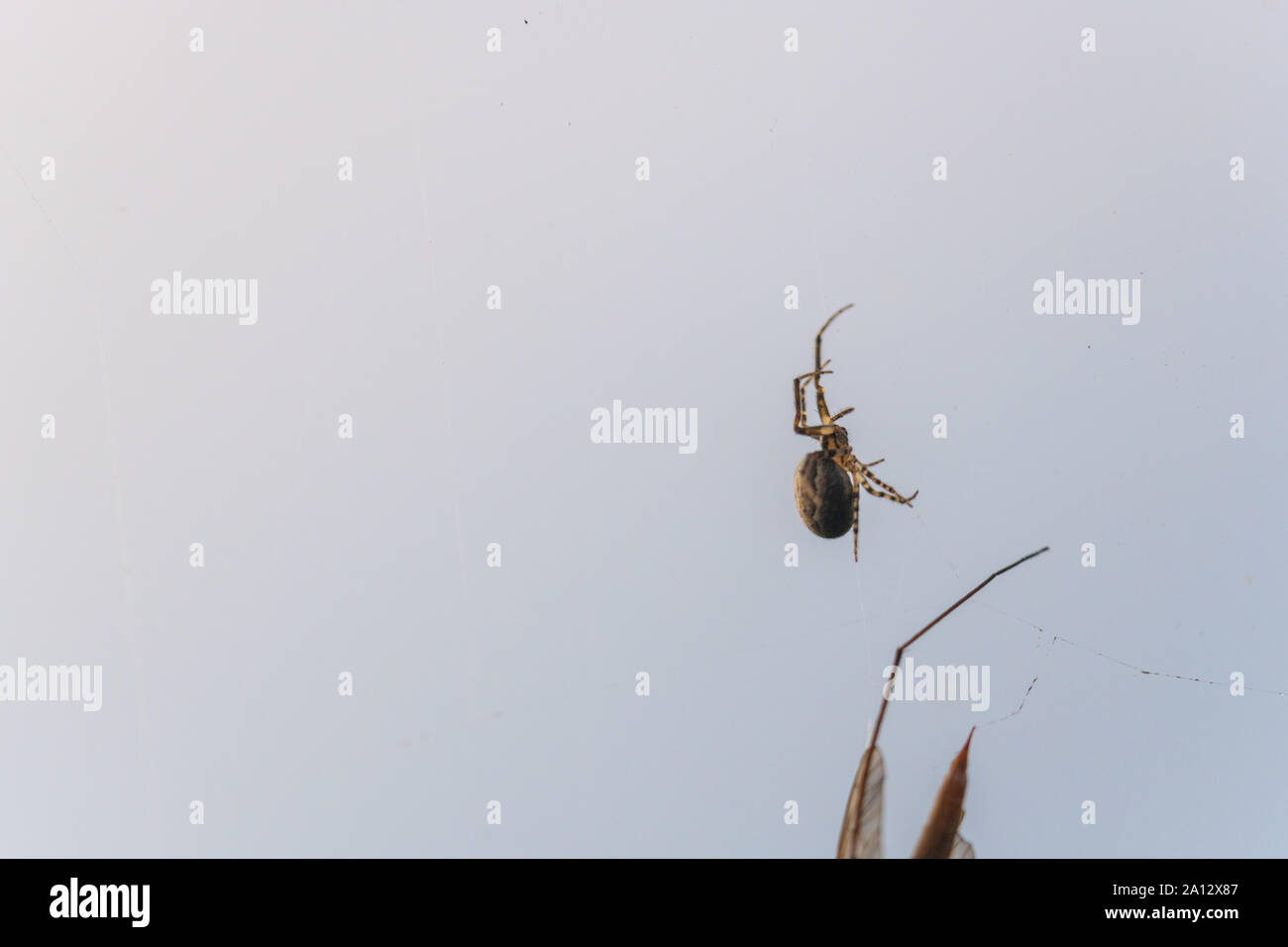 a spider has caught a flying insect in its web and sucks it Stock Photo ...