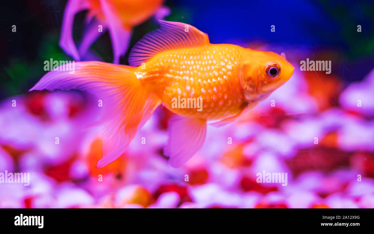 Colourful fishes in water. life in water lively background. Aquarium in Udaipur India Stock Photo