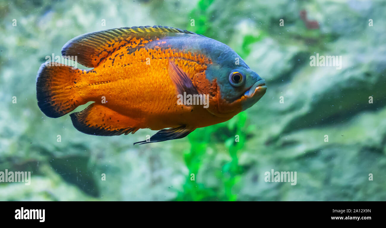 Colourful fishes in water. life in water lively background. Aquarium in Udaipur India Stock Photo