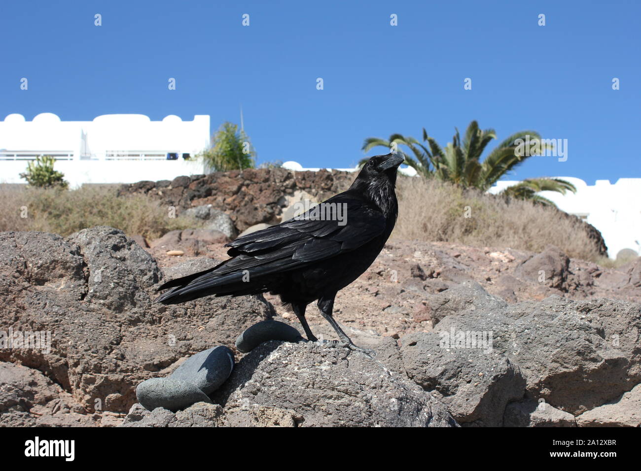 Raven (Corvus corax) at Costa Calma, Fuerteventura, Spain Stock Photo