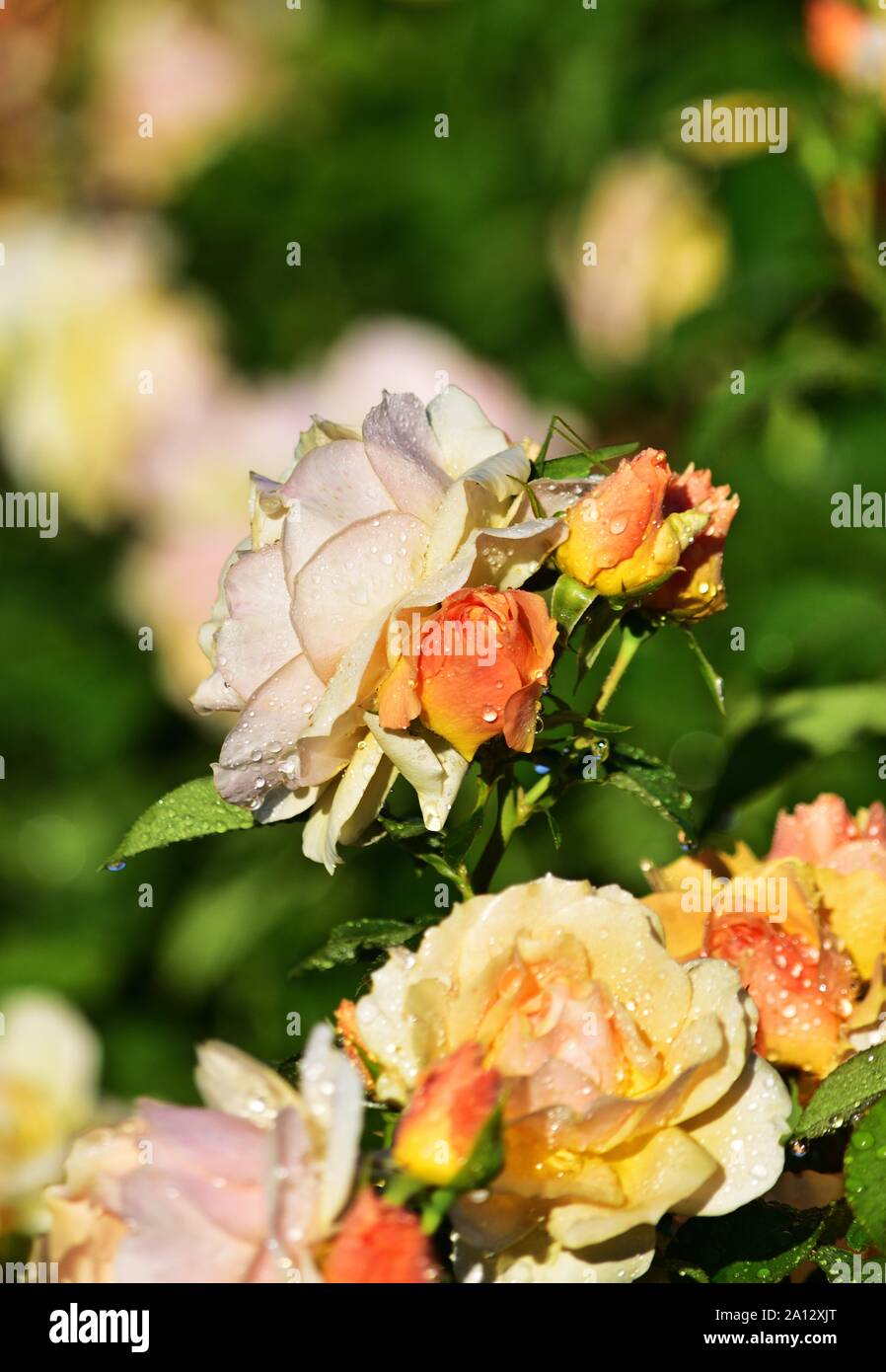 Roses covered with dewdrops Stock Photo