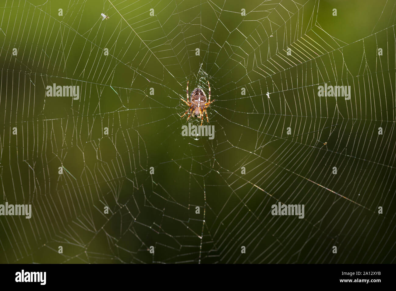 Garten-Kreuzspinne, Gartenkreuzspinne, Gemeine Kreuzspinne lauert in ihrem Netz, Radnetz, Araneus diadematus, cross orbweaver, European garden spider, Stock Photo