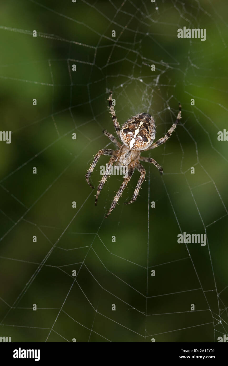 GartenKreuzspinne, Gartenkreuzspinne, lauert in ihrem Netz auf Beute