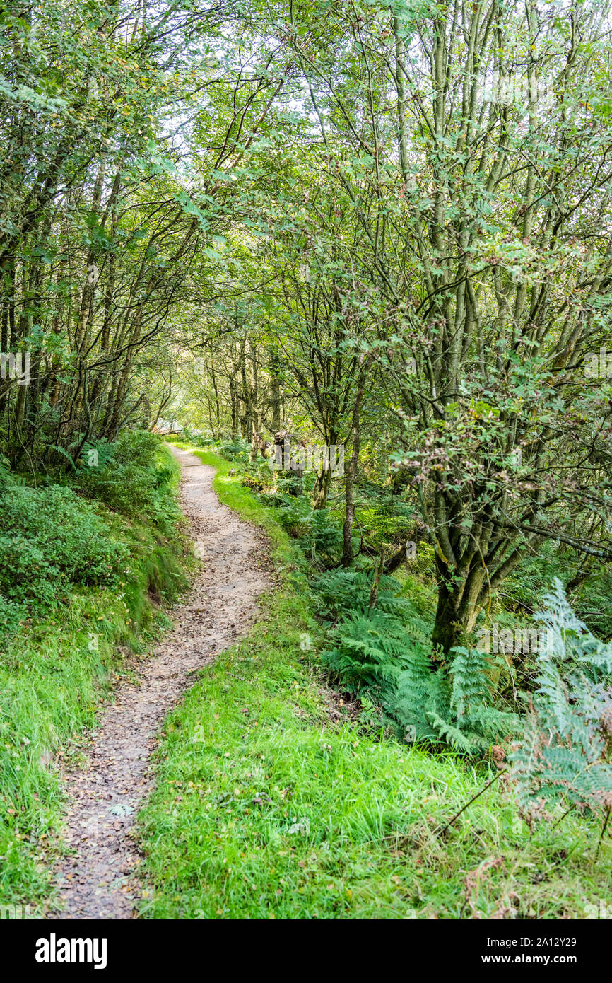 Woodland Footpath, RSPB Loch Leven, Scotland Stock Photo