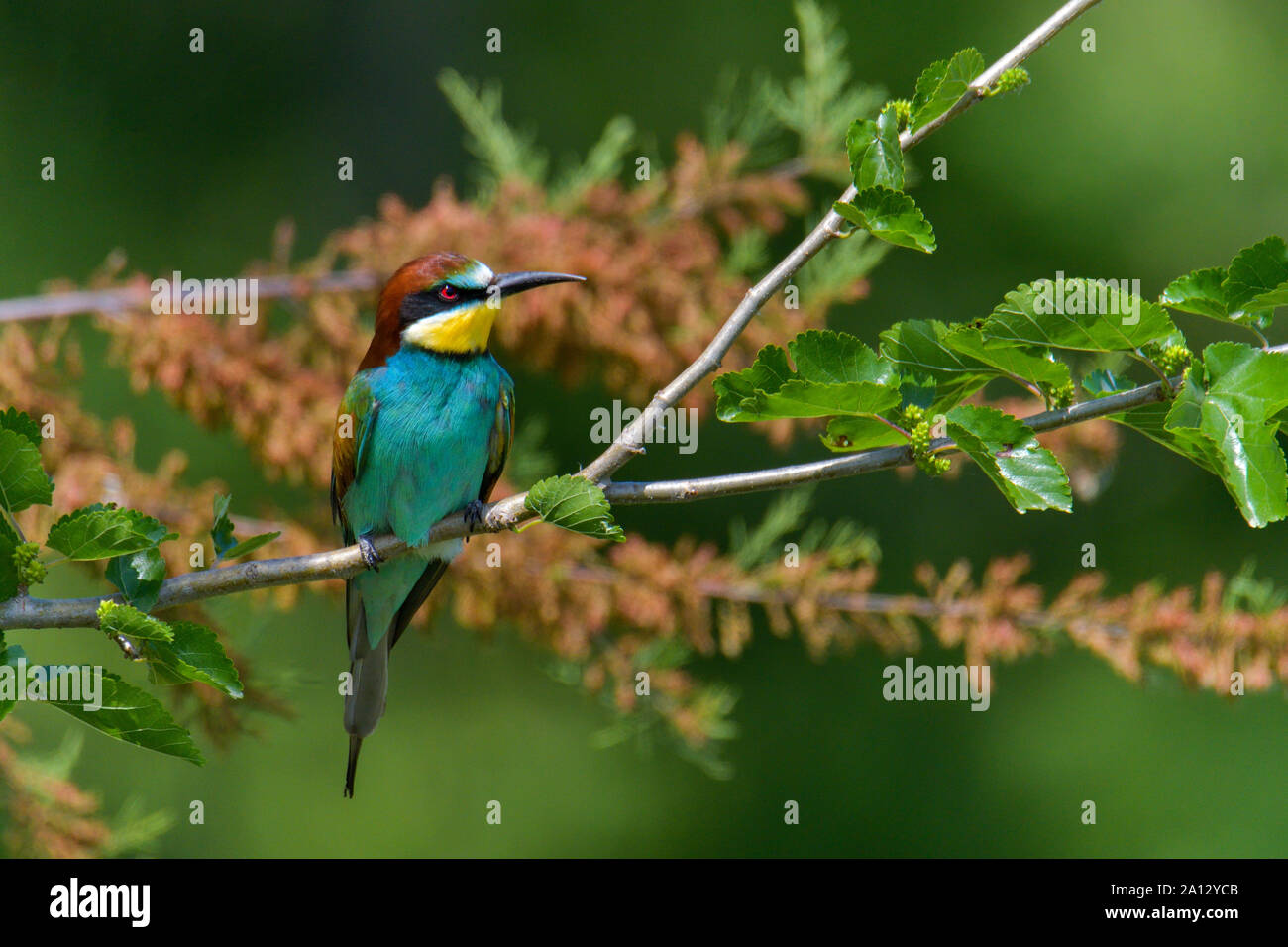 European Bee Eater, colorful bird, wild life bird Stock Photo