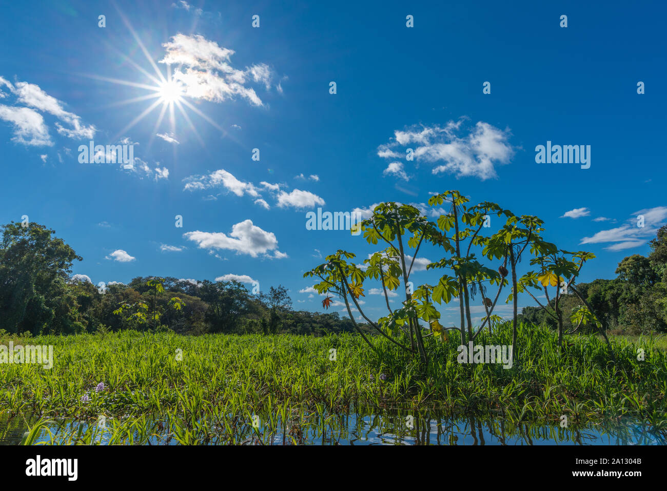 Amazon rainforest brazil plants hi-res stock photography and images - Alamy