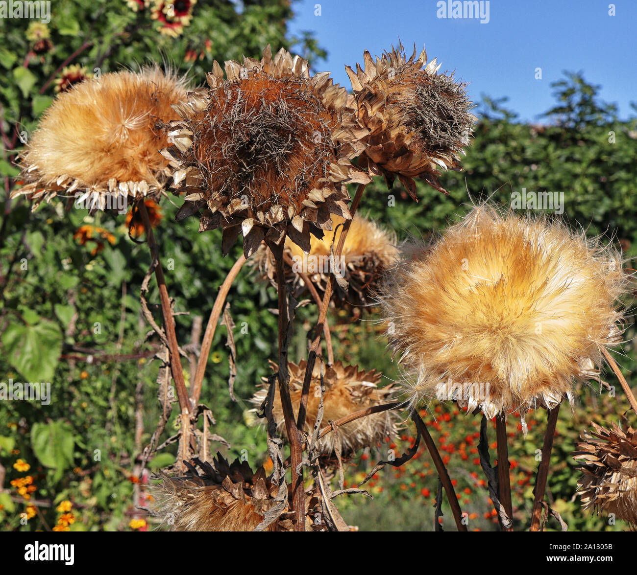 Dried Artichoke Flower High Resolution Stock Photography And Images - Alamy