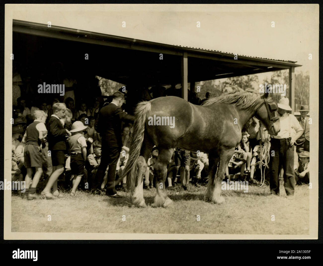 Suffolk Rural Equine Suffolk punch horse historical hi-res stock photography and images - Alamy